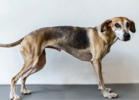 Underweight dog body condition